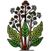 Black Cohosh