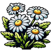 Chamomile