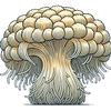 Lion's Mane
