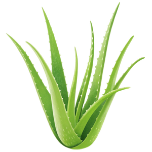 5. Aloe Vera Gel