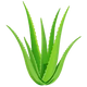 Aloe Vera Gel