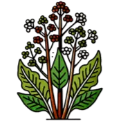 12. Black Cohosh