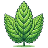 Lemon Balm
